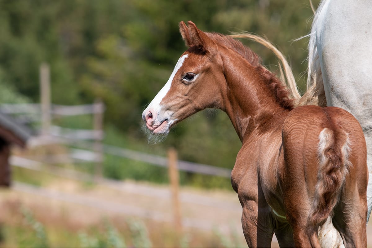 Agria Dyreforsikring / Føllkampanje / Norsk Varmblod